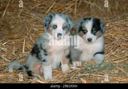 Australian Shepherds, puppies, 7 weeks old, puppies, 7 weeks old (mammals) (animals) (domestic dog) (pet) (puppy) (young) (frontal) (head-on) (from Stock Photo