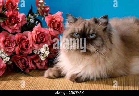 Colorpoint Persian Cat Stock Photo