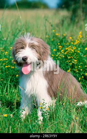 Bearded Collie puppy, Bearded Collie puppy (mammals) (animals) (domestic dog) (pet) (pet) (outside) (outdoor) (side) (meadow) (sit) (sitting) Stock Photo