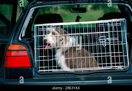 Bearded Collie puppy sitting in car box, Bearded Collie puppy sitting in car transport box (mammals) (animals) (domestic dog) (pet) (outside) Stock Photo