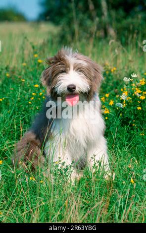 Bearded Collie puppy, Bearded Collie puppy (mammals) (animals) (domestic dog) (pet) (pet) (outside) (outdoor) (meadow) (sit) (sitting) (young) (young) Stock Photo
