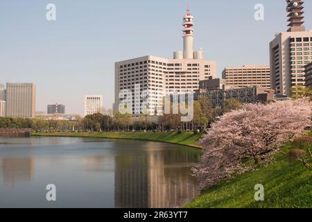 Cherry blossoms in full bloom and the Metropolitan Police Department Stock Photo