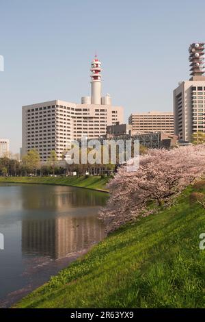 Cherry blossoms in full bloom and the Metropolitan Police Department Stock Photo