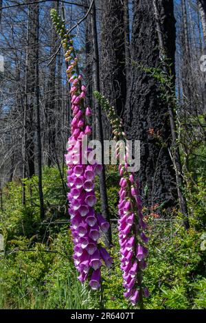 Digitalis purpurea, foxglove, an introduced plant flowering and growing in Point Reyes national seashore after the woodward fire passed through. Stock Photo