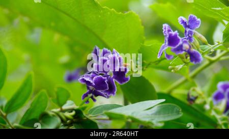 Close-up beautiful violet flowers of Duranta Erecta or Golden Dewdrop. Other common names are Creeping Sky flower and Pigeon Berry. Stock Photo