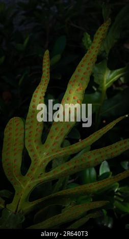 Brown spores of Phymatosorus scolopendria, syn. is Microsorum scolopendria. Commonly called Monarch fern, Musk fern, or Wart fern. Stock Photo