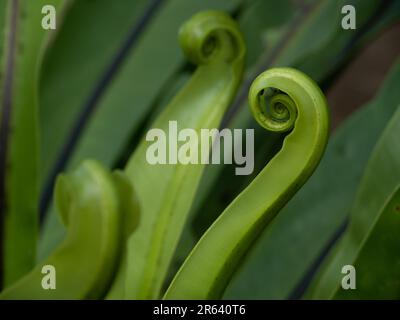 Close-up unique shape of young Bird's nest fern leaves or Asplenium nidus. Natural curly shape. Stock Photo
