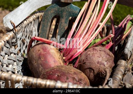 Beetroot freshly picked in a trug basket on a garden vegetable plot. Grow your own concept Stock Photo
