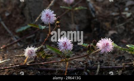 Lovely small flower head of Mimosa Pudica or Shameplant or Sensitive plant or Touch-me-not. Stock Photo