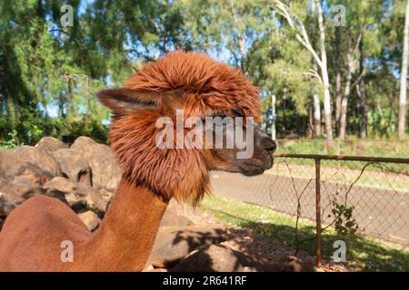 Shorn Alpaca with a funny haircut in a farm Stock Photo