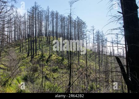 The charred landscape of Point Reyes National Seashore in California a few years after the woodward fire passed through leaving behind charred trees. Stock Photo