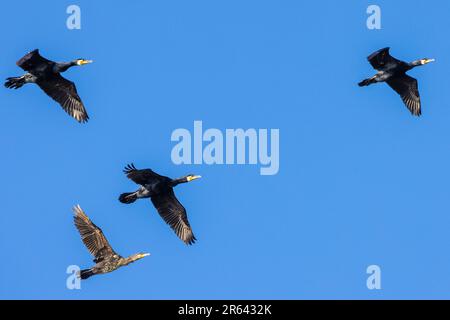 Nieby, Germany. 06th June, 2023. Cormorants fly over the 'Geltinger Birk'. The nature reserve 'Geltinger Birk' is located at the exit of the Flensburg Fjord. With a total area of 773 ha, it is the largest nature reserve in the Schleswig-Flensburg district. Credit: Frank Hammerschmidt/dpa/Alamy Live News Stock Photo
