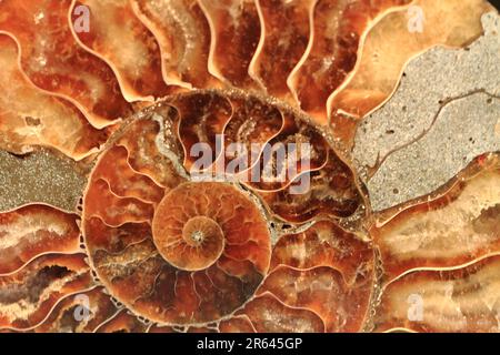 ammonites fossil as nice natural geology background Stock Photo