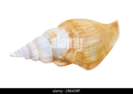 Seashell isolated on white background Stock Photo