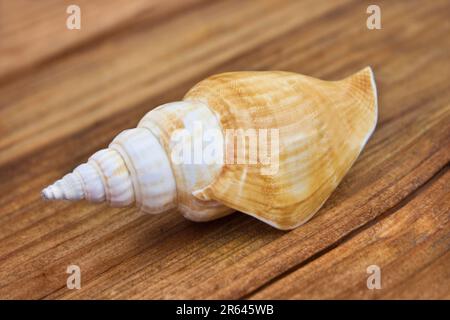 Seashell on wooden background close up Stock Photo