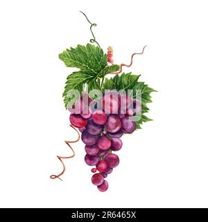 Bunch of grapes with green vine leaves and tendrils. Hand drawn watercolor illustration isolated on white background. Stock Photo