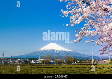 Fuji, tea plantation and cherry blossoms seen from Atsuhara, Fuji City Stock Photo