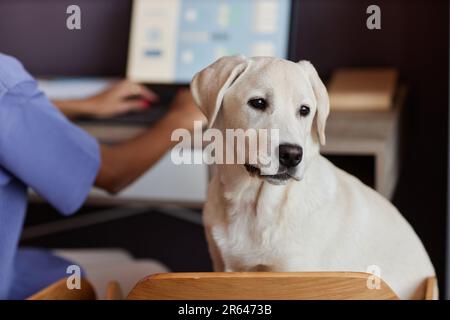 Portrait of cute white dog sitting on chair by desk while keeping company to woman working Stock Photo