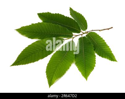 Chestnut branch with leaves isolated on white background Stock Photo