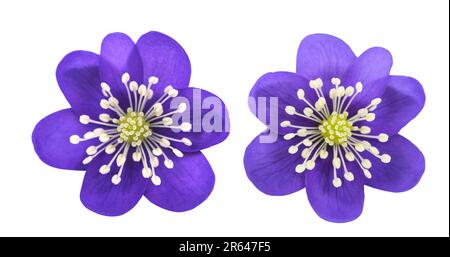 Kidneywort or liverwort flowers isolated on white Stock Photo