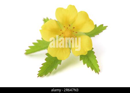 Creeping cinquefoil flower isolated on white background Stock Photo