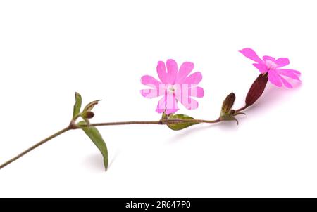 Red campion flowers head isolated on white Stock Photo