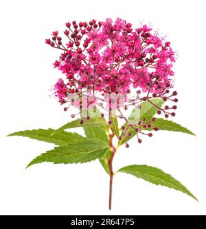 Japanese Spiraea flowers isolated on  white background Stock Photo