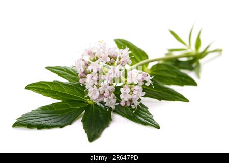 Valeriana officinalis flowers isoalted on white background Stock Photo