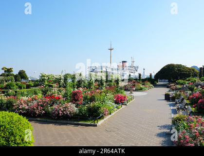 Hikawa Maru and early morning rose garden in Yamashita Park Stock Photo
