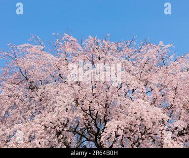 Weeping cherry trees in full bloom in Rikugien Stock Photo