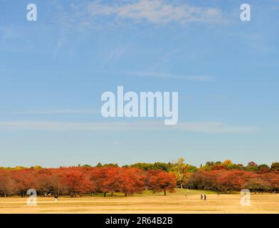 Autumn leaves on the rows of cherry trees in Showa Kinen Park Stock Photo