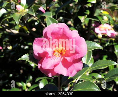 Sasanqua flowers Stock Photo