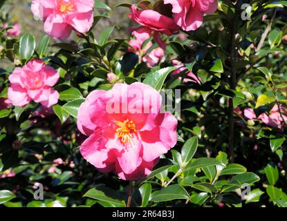 Sasanqua flowers Stock Photo