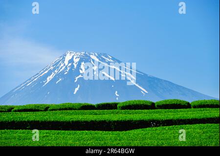 New tea fields and lingering snow on Mt. Fuji Stock Photo