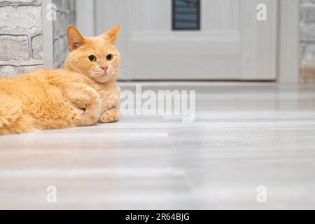 beautiful red cat lies on the floor of the room. cat resting on the floor. background with a cat. Stock Photo