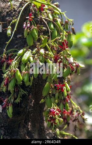 Bilimbi cucumber fruit hanging on the tree Stock Photo