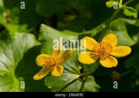 Caltha palustris, known as marsh-marigold and kingcup, is a small to medium size perennial herbaceous plant of the buttercup family. Stock Photo