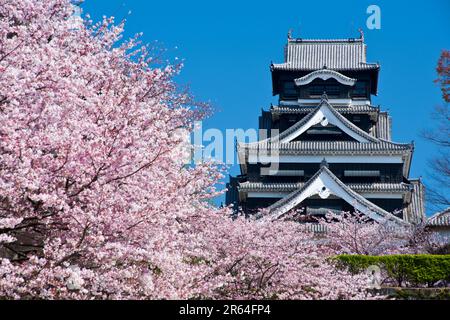 Cherry blossoms Kumamoto Castle Stock Photo