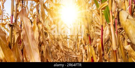 climate change with heat and dryness Stock Photo