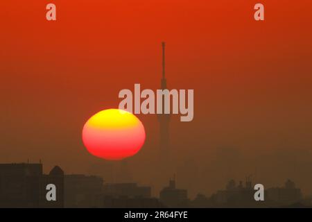 Morning sun and Sky Tree Stock Photo