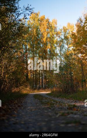 A dirt road cutting through a forest of trees, illuminated by the golden hues of a setting sun. Stock Photo