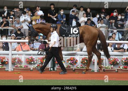 HANSHIN 11R MATSUKAZETSUKI STAKES at Hanshin Racecourse in Hyogo, Japan, June 4, 2023. (Photo by Eiichi Yamane/AFLO) Stock Photo