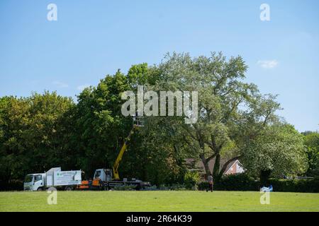 Tree surgeons work on established trees in Carisbrooke on the Isle of Wight, England, UK Stock Photo