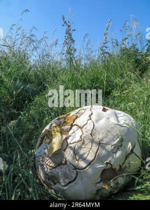 Netherlands - Giant puffball or Calvatia gigantea is a puffball mushroom found in meadows, fields and deciduous forests in late summer. Stock Photo
