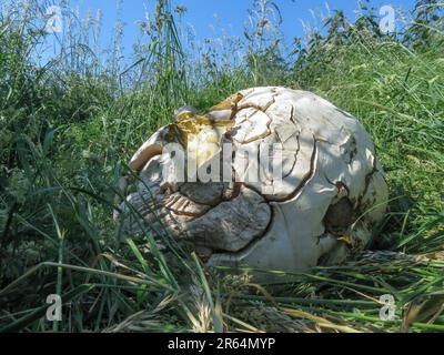Netherlands - Giant puffball or Calvatia gigantea is a puffball mushroom found in meadows, fields and deciduous forests in late summer. Stock Photo