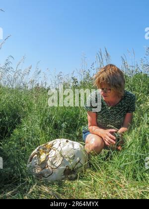 Netherlands - Giant puffball or Calvatia gigantea is a puffball mushroom found in meadows, fields and deciduous forests in late summer. Stock Photo