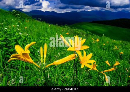 Day lily blossom on Kirigamine plateau Stock Photo - Alamy
