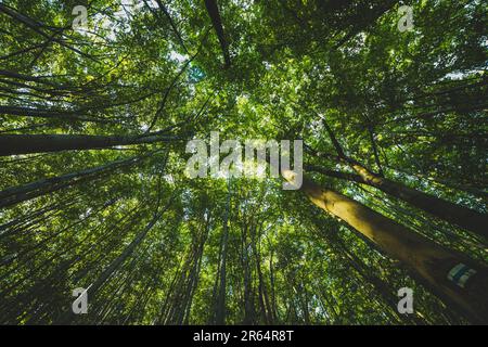 trees in the forest seen from below Stock Photo