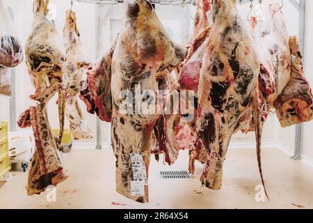 Carcasses of bovines in the cutting room of Seleviandes in Saint-Remy (central-eastern France) Stock Photo