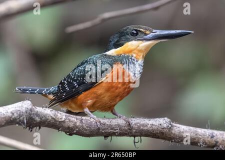 American pygmy kingfisher, Channel off of Essequibo River,  Iwokrama Rainforest, Potaro-Siparuni, Guyana. Stock Photo